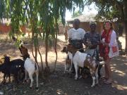 Margaret (Zikomo) with village chiefs and their goats.