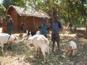 Two local boys minding some of the communities goats.